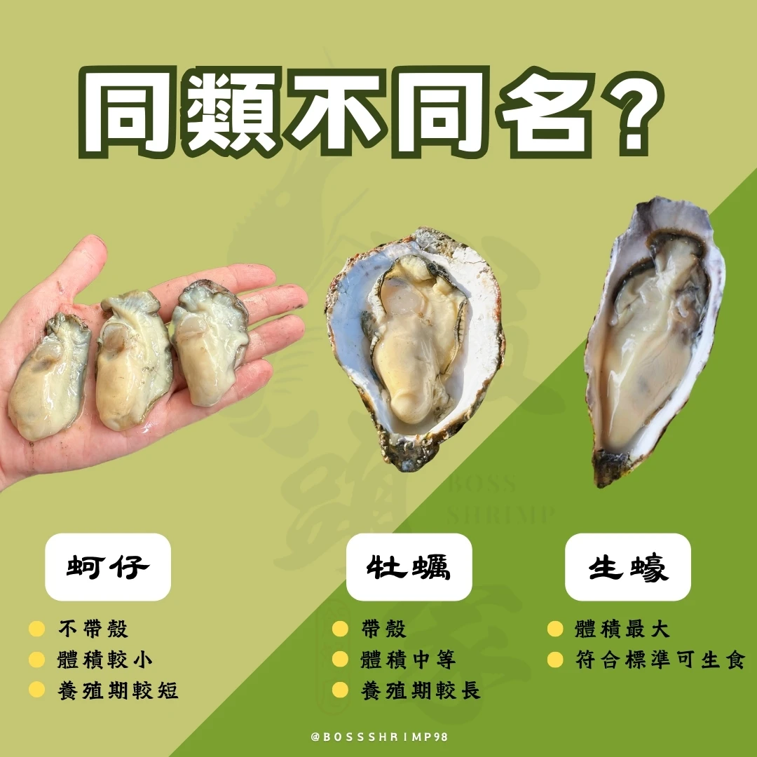 ➺ 關於《牡蠣、蚵仔、生蠔》