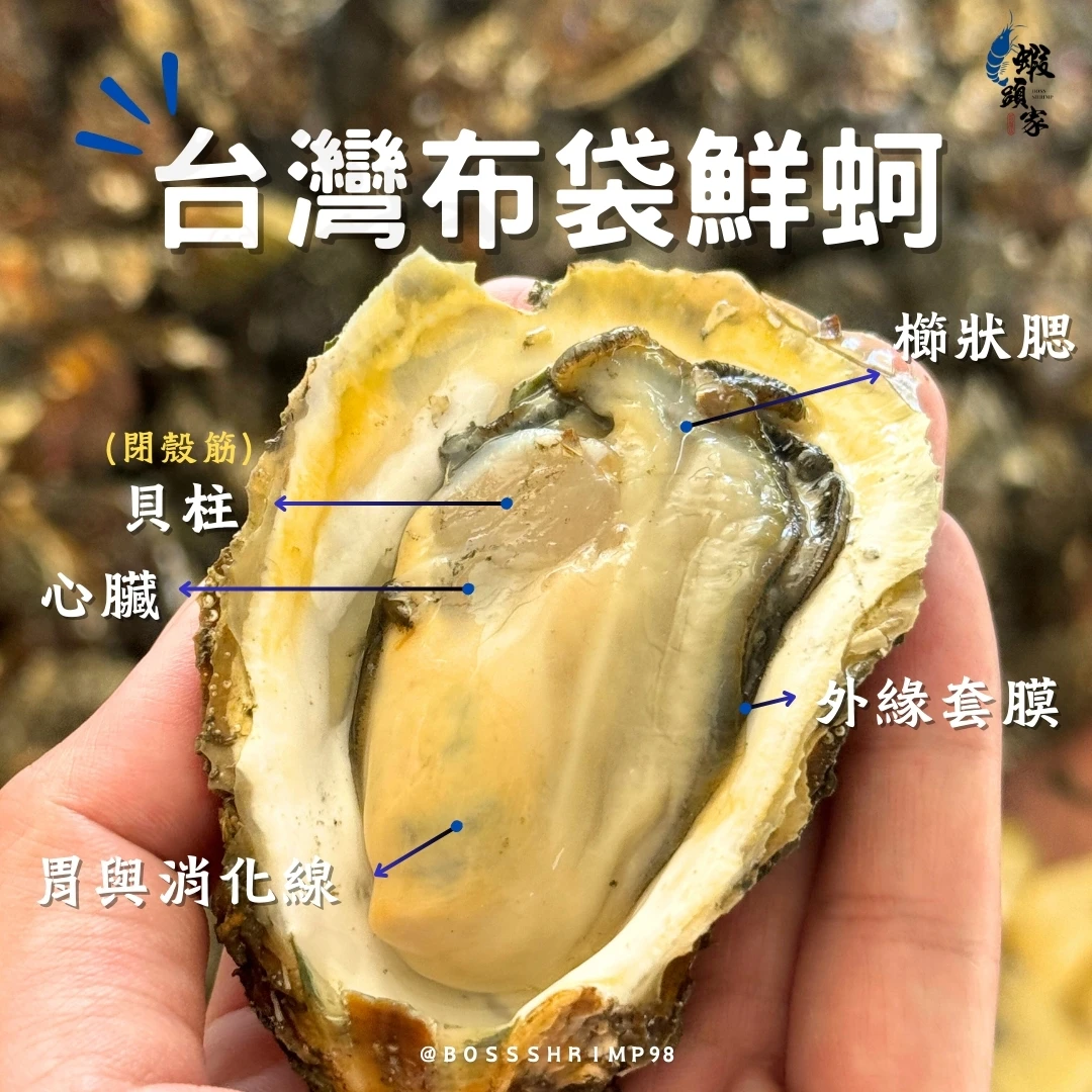 🌊台灣布袋鮮蚵《牡蠣》