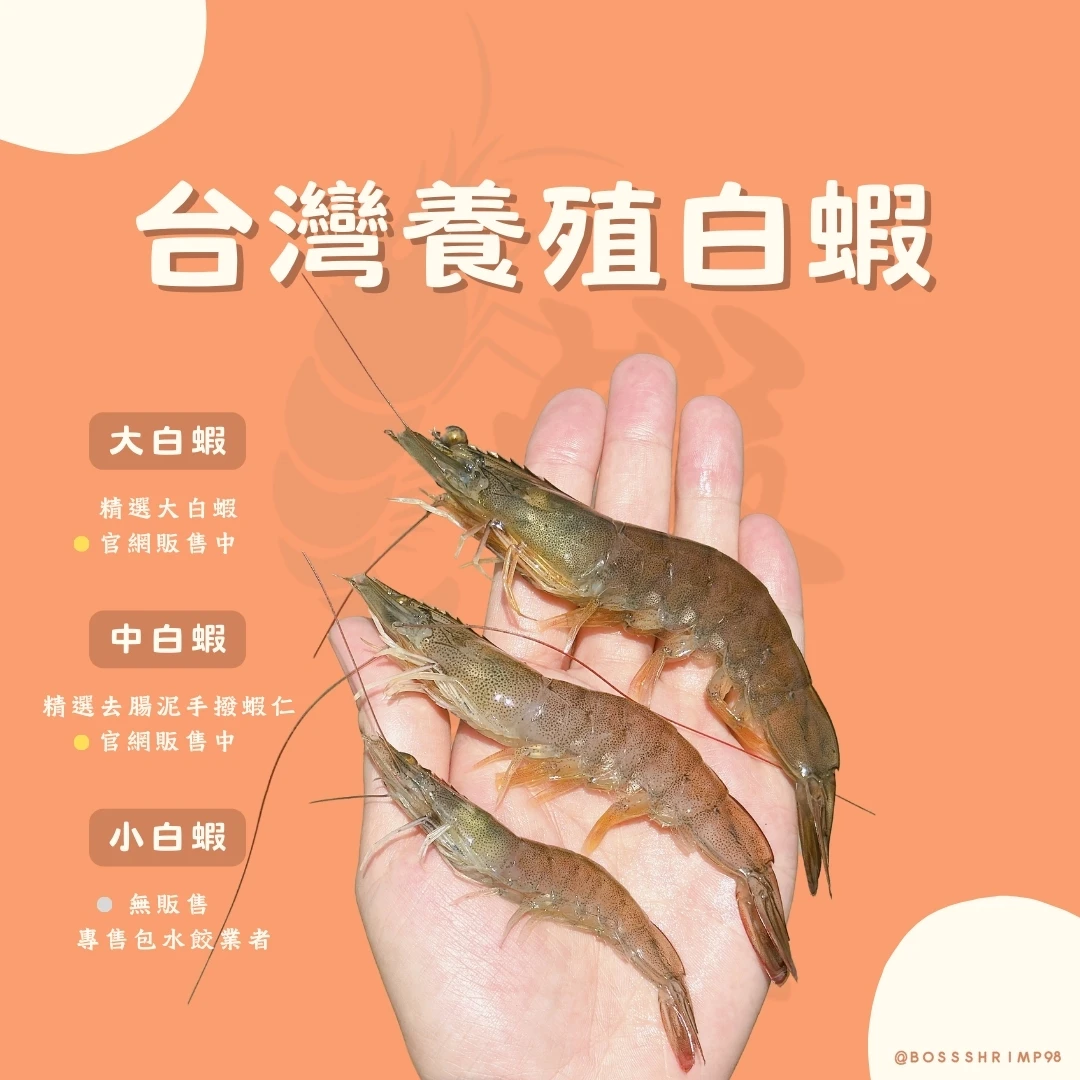 ➺ 台灣養殖白蝦