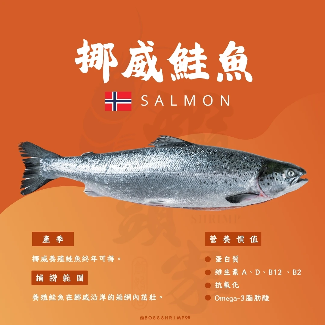 ➺ 關於《挪威鮭魚》