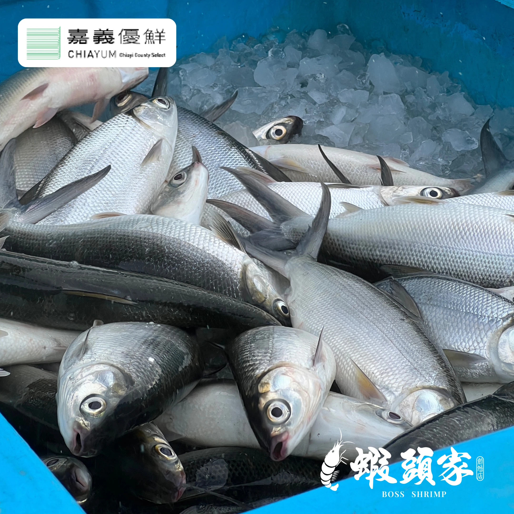 🐟 虱目魚｜從魚塭到餐桌，品嚐最純粹的台灣鮮味