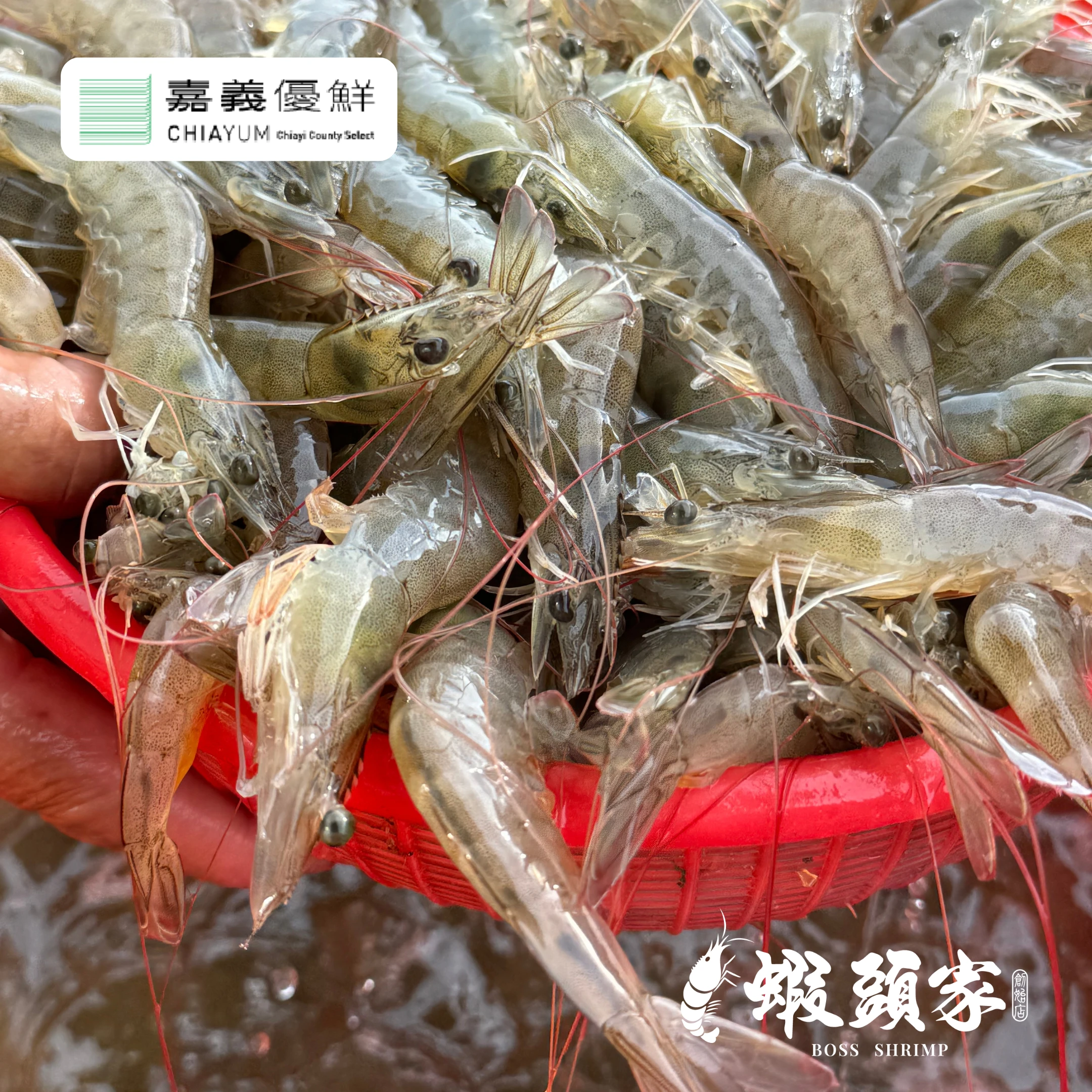 🦐 白蝦｜從魚塭到餐桌，鮮甜好滋味！