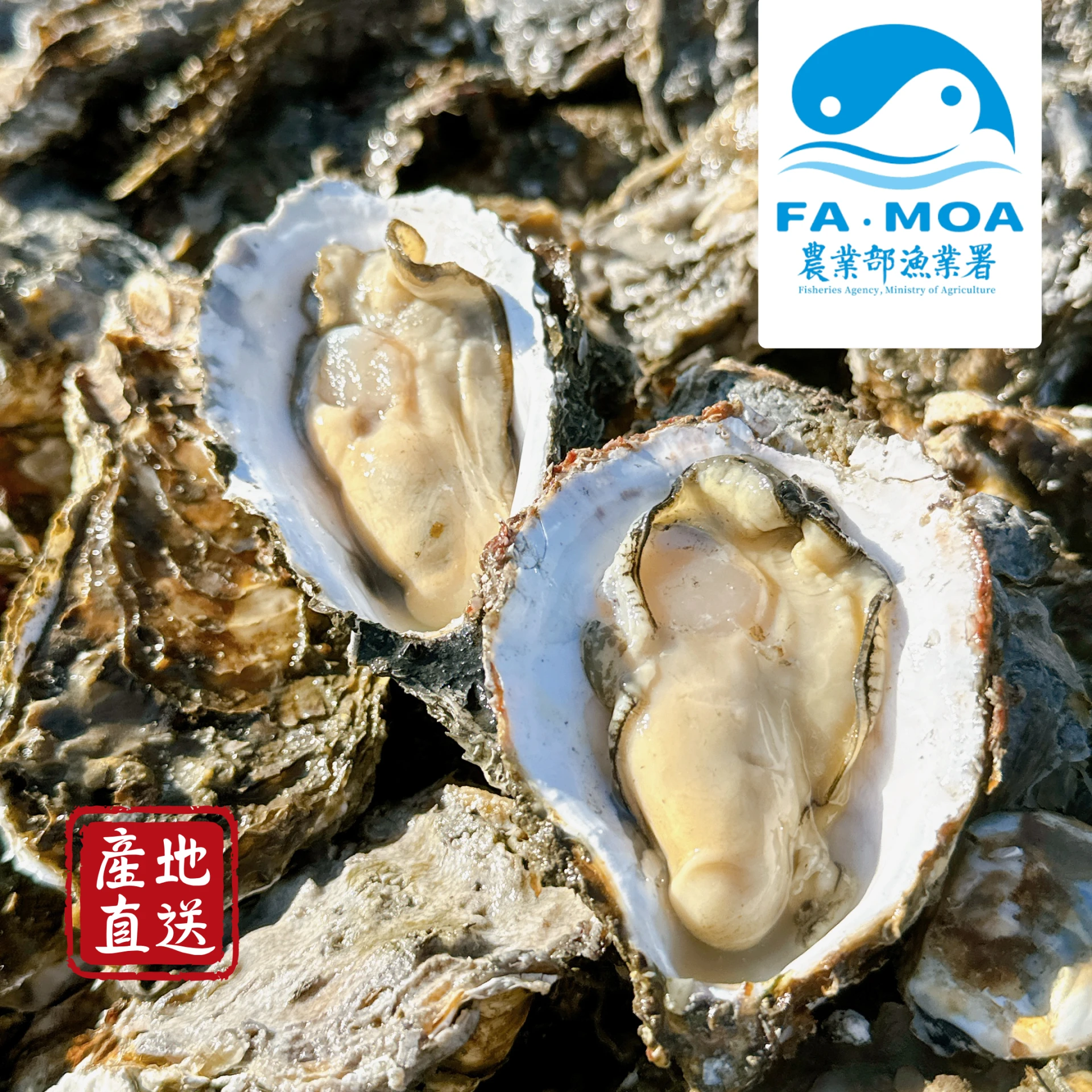 台灣水溯認證｜布袋鮮蚵（帶殼)