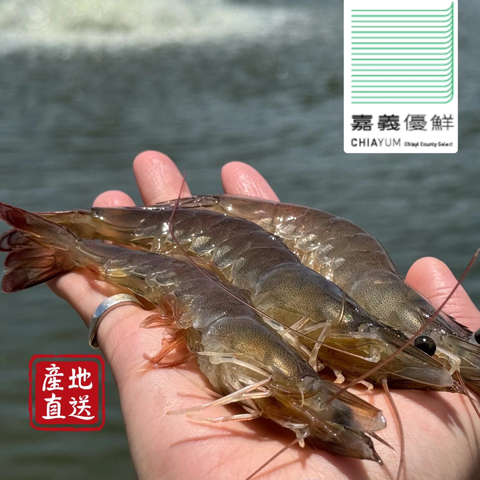 生鮮｜布袋巨大白蝦