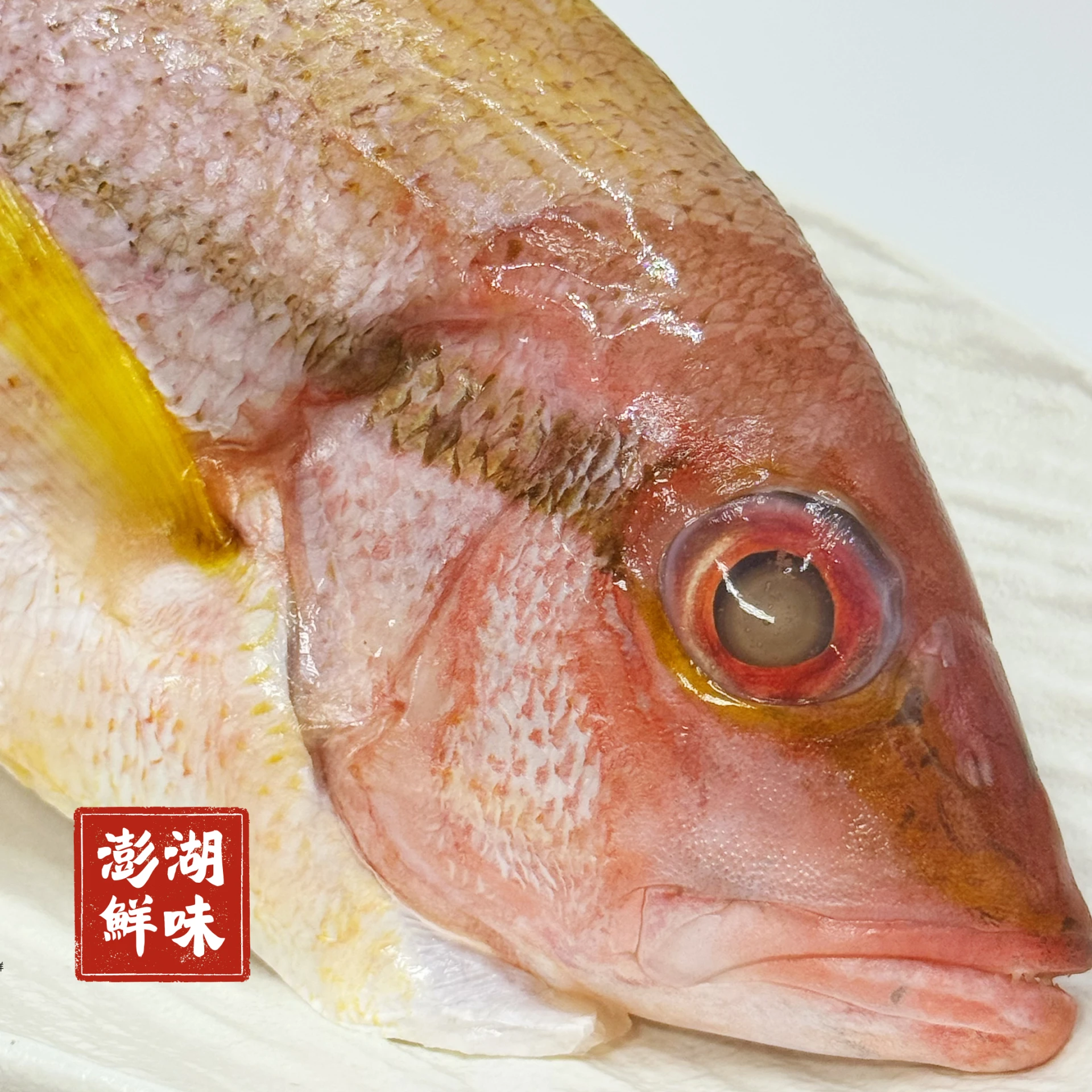 生鮮｜澎湖赤筆魚（赤筆仔）