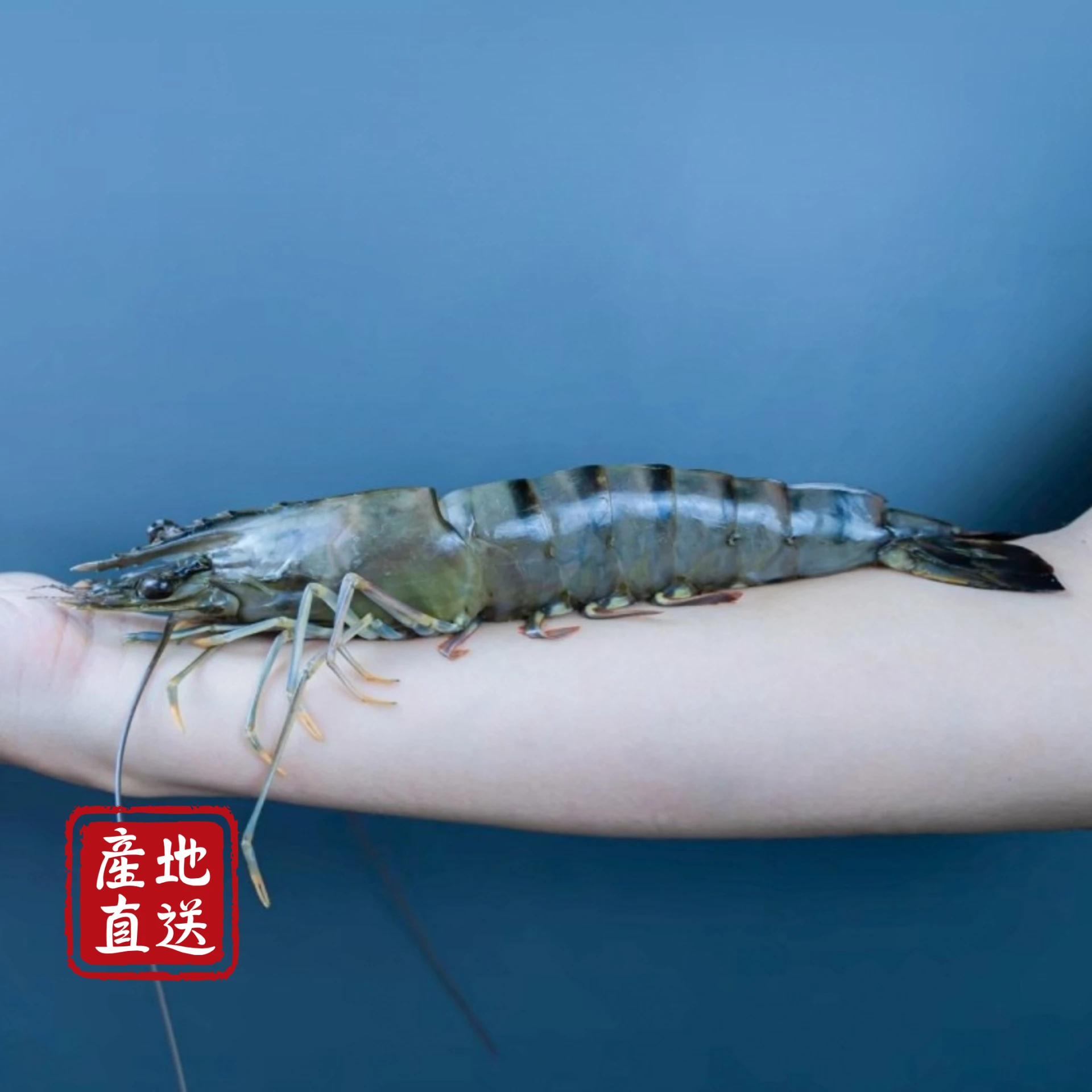 生鮮｜特大尾草蝦