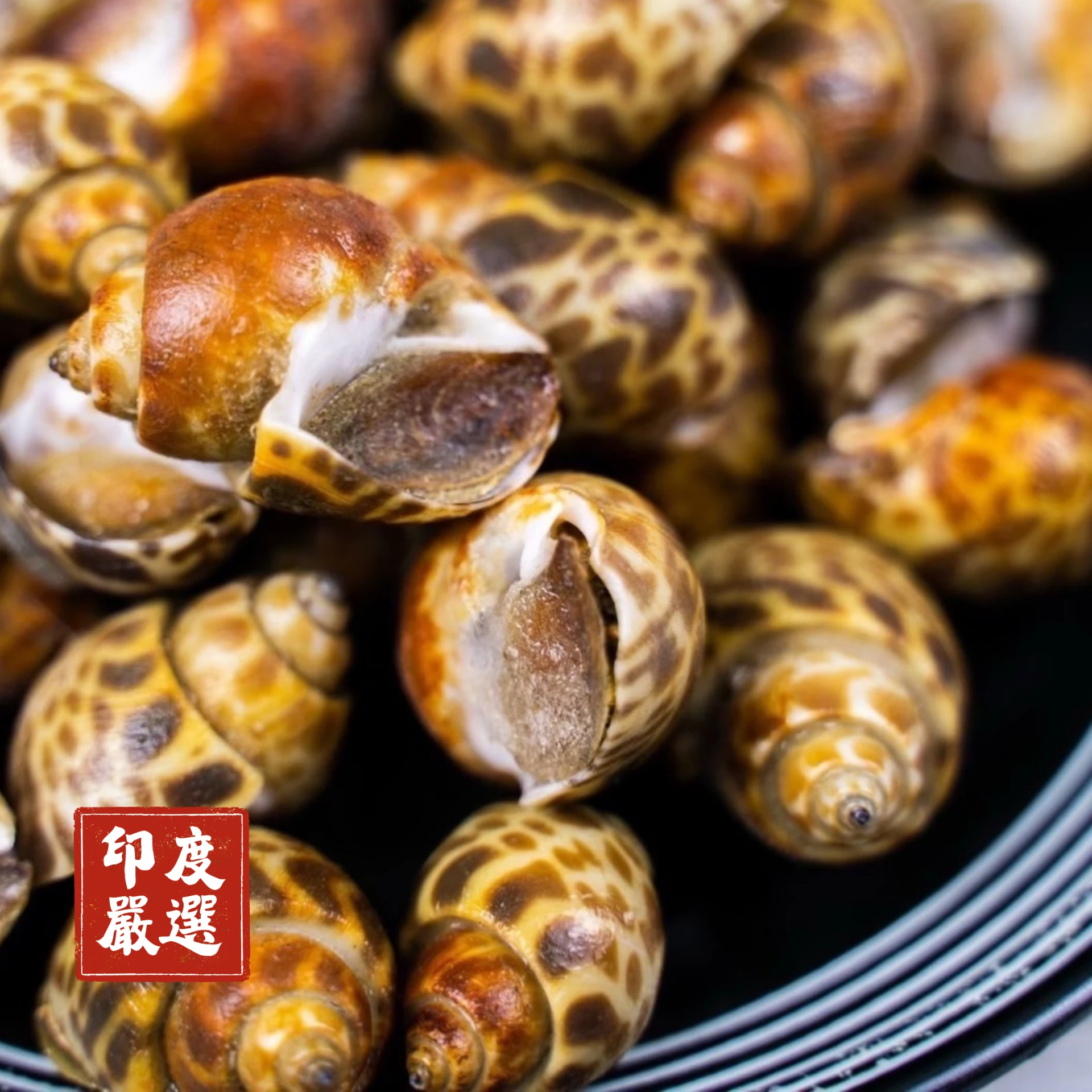 生鮮｜特大鳳螺
