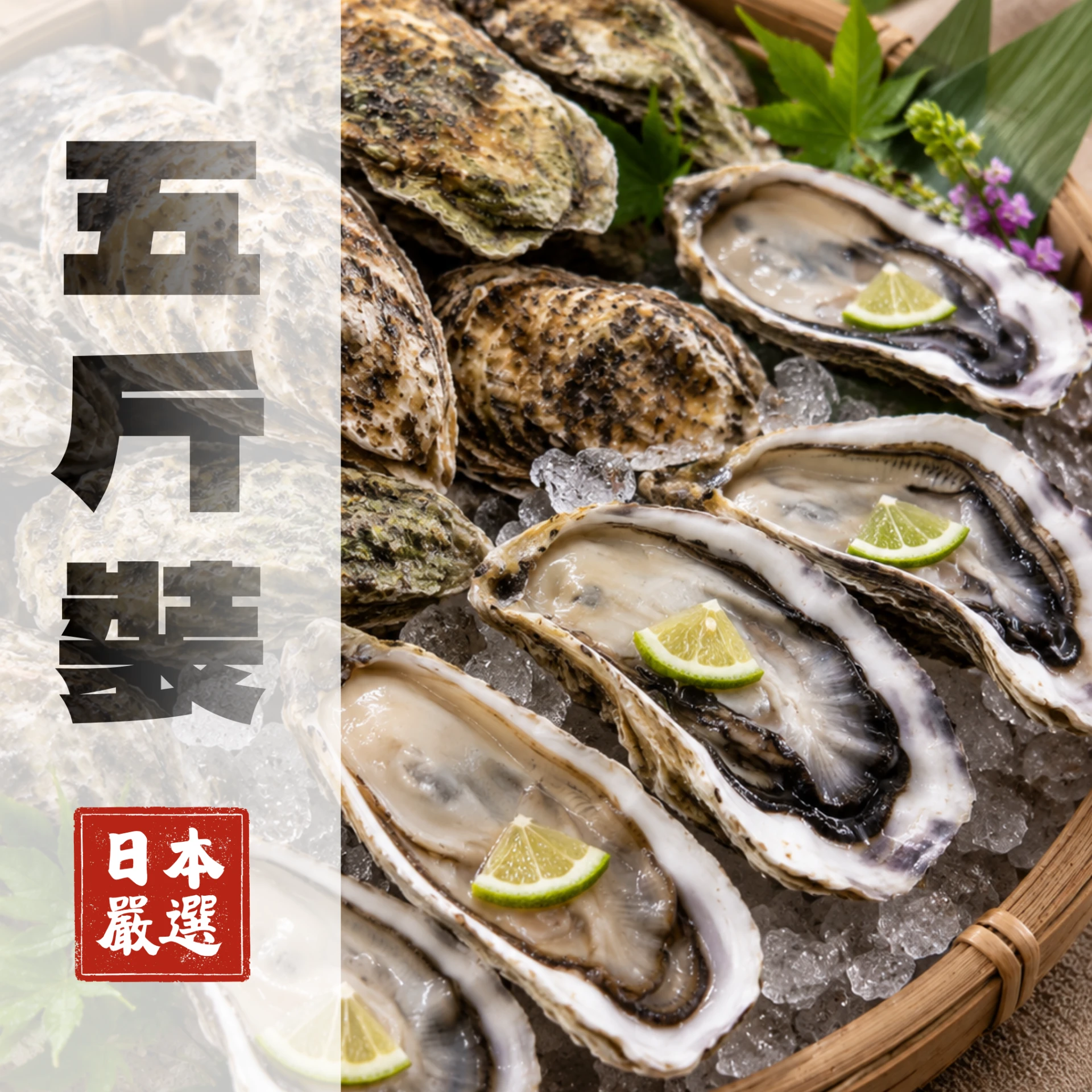生食級| 北海道全殼生蠔【特大】五斤裝