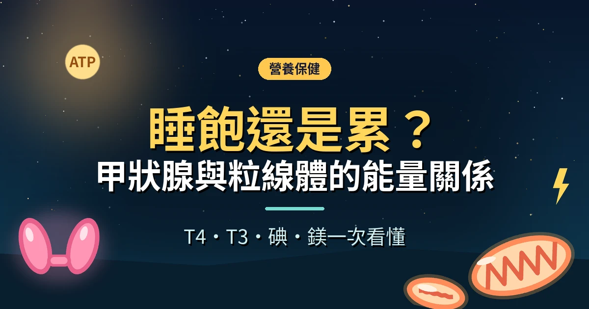 蝴蝶形狀的甲狀腺與發光的粒線體插圖,象徵甲狀腺素與細胞能量、精神和代謝的關係