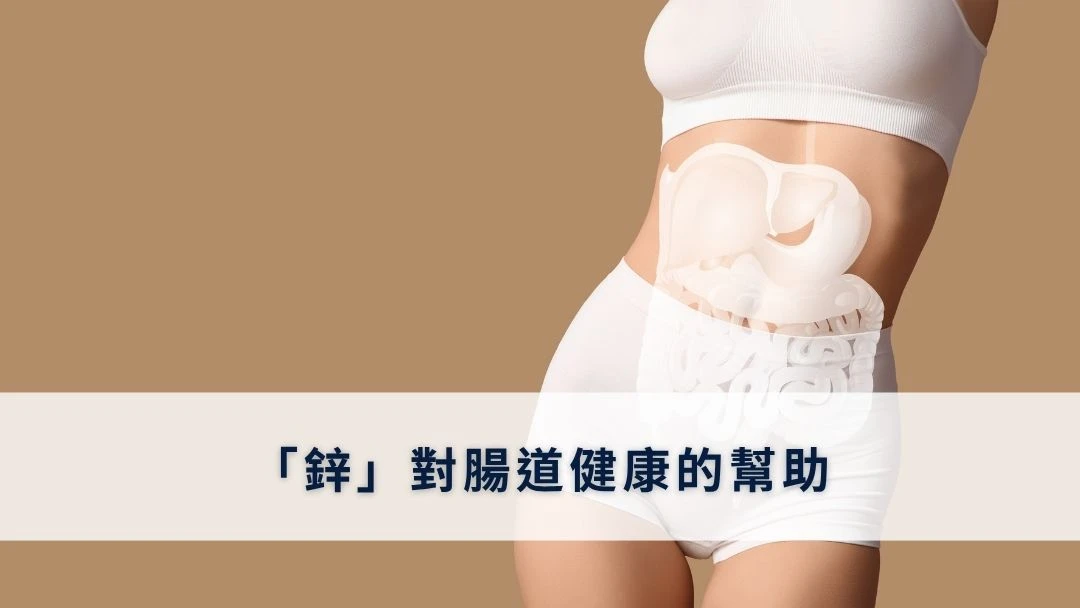 「鋅」對腸道健康的幫助