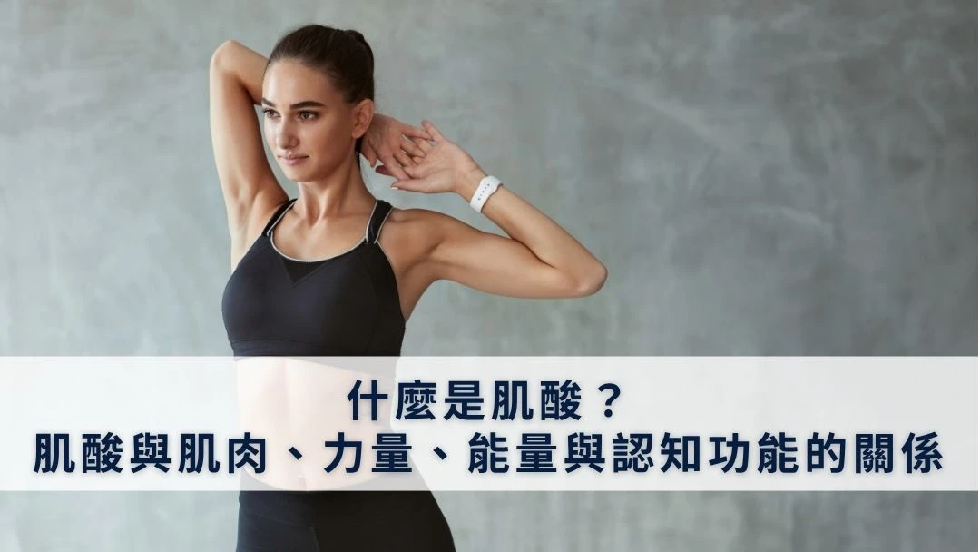 什麼是肌酸？肌酸與肌肉、力量、能量與認知功能的關係