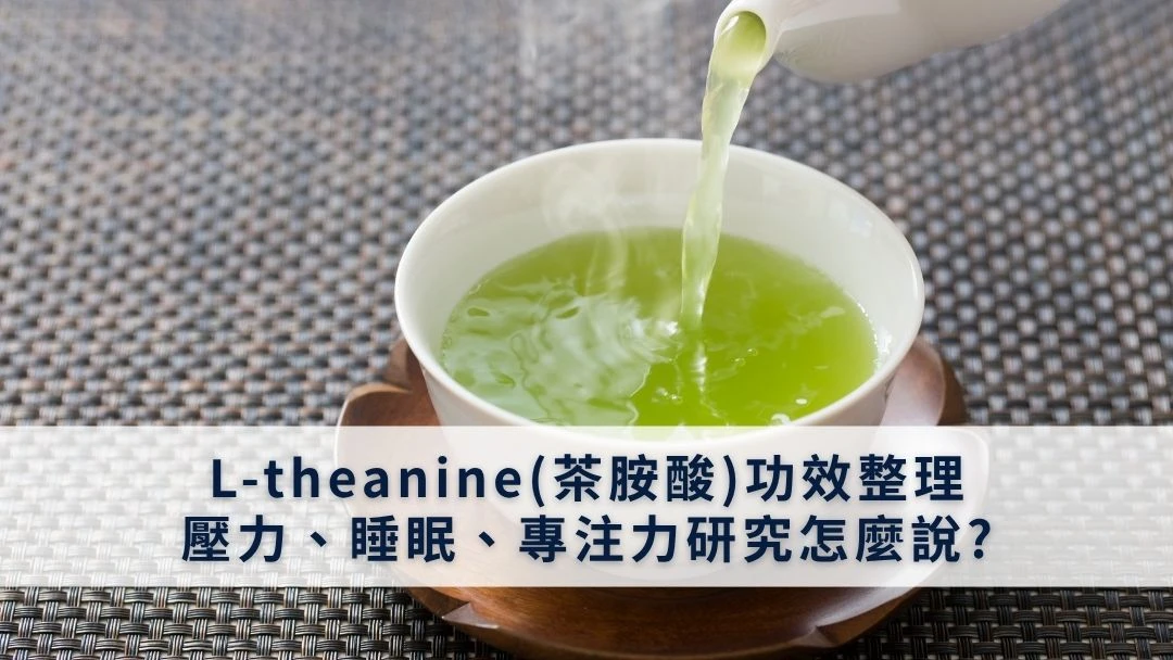 L-theanine(茶胺酸)功效整理：壓力、睡眠、專注力研究怎麼說?