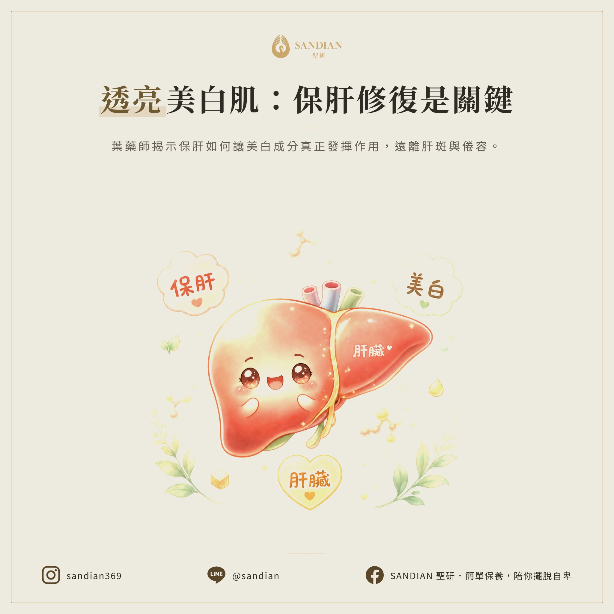三、保肝跟美白有什麼關係?
