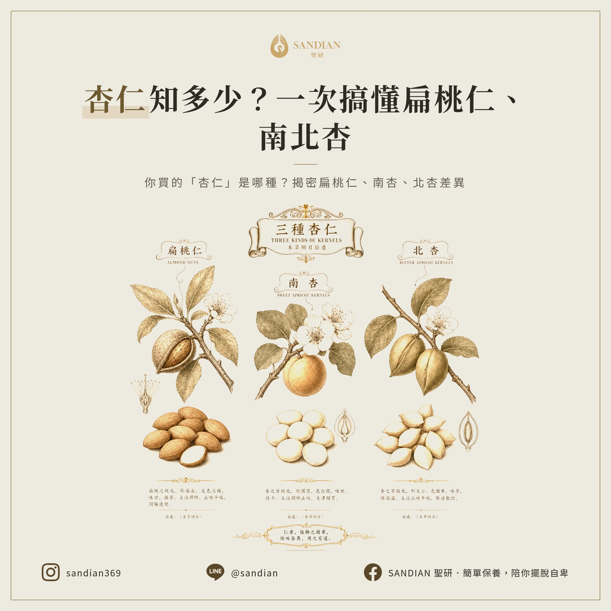 一、市面上的「杏仁」到底有幾種？