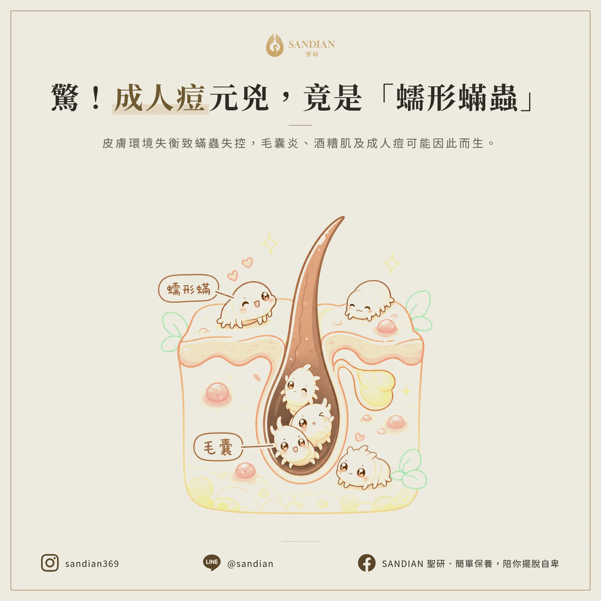 一、蠕形蟎蟲是什麼？為什麼會引發成人痘