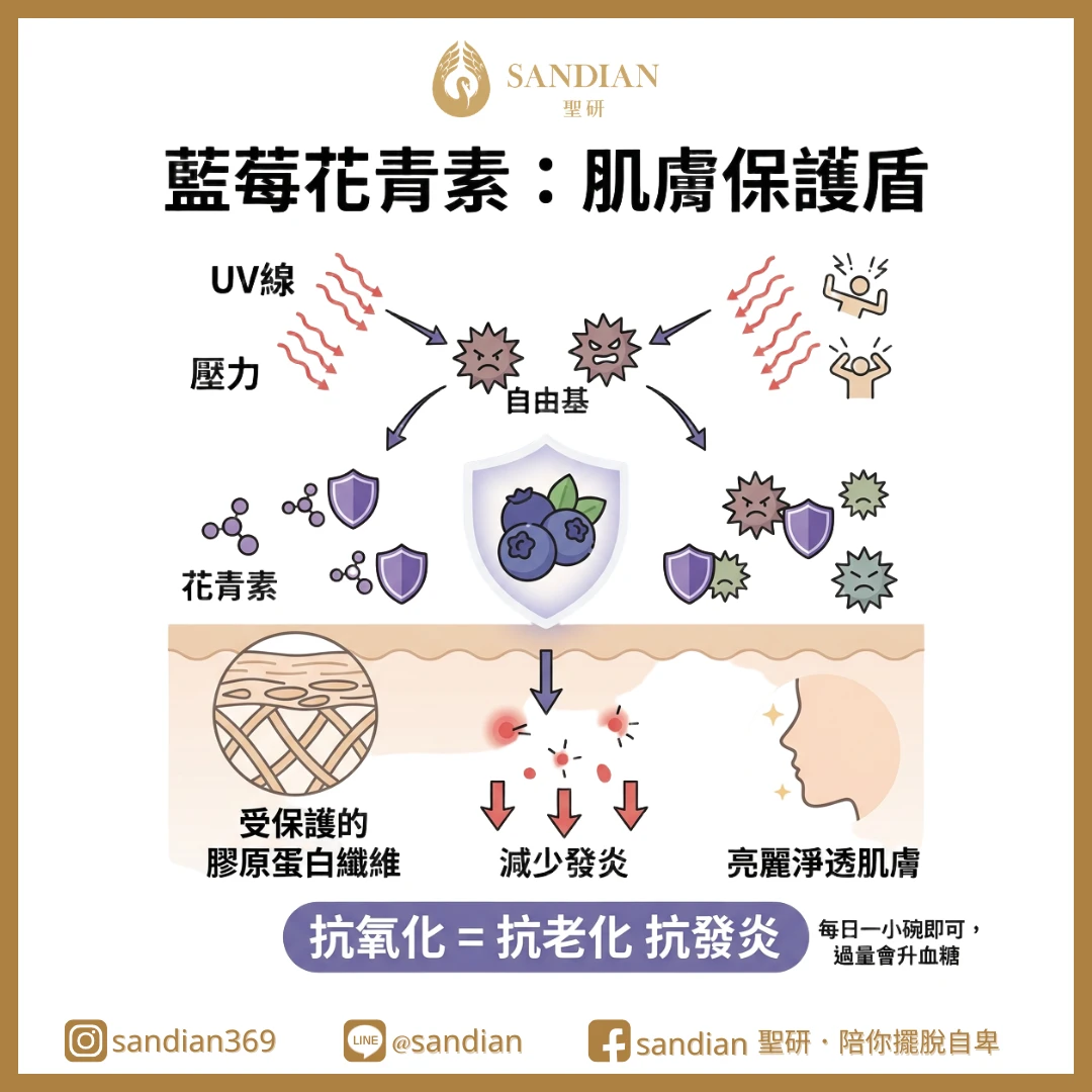 四、藍莓花青素：皮膚的防護罩