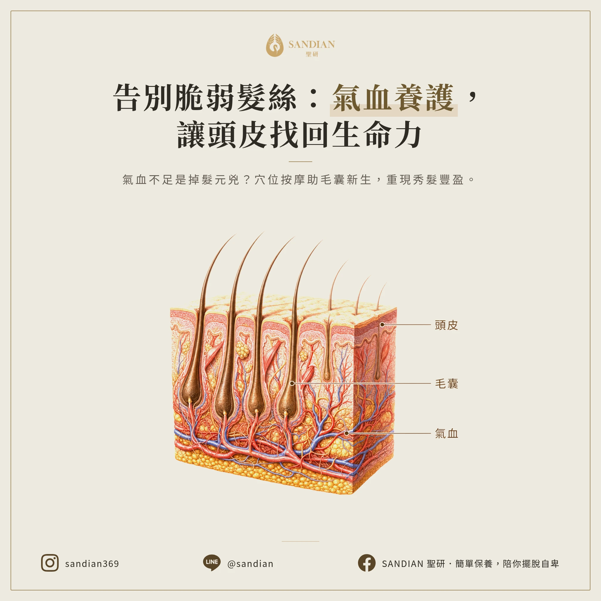 掉髮的常見問題