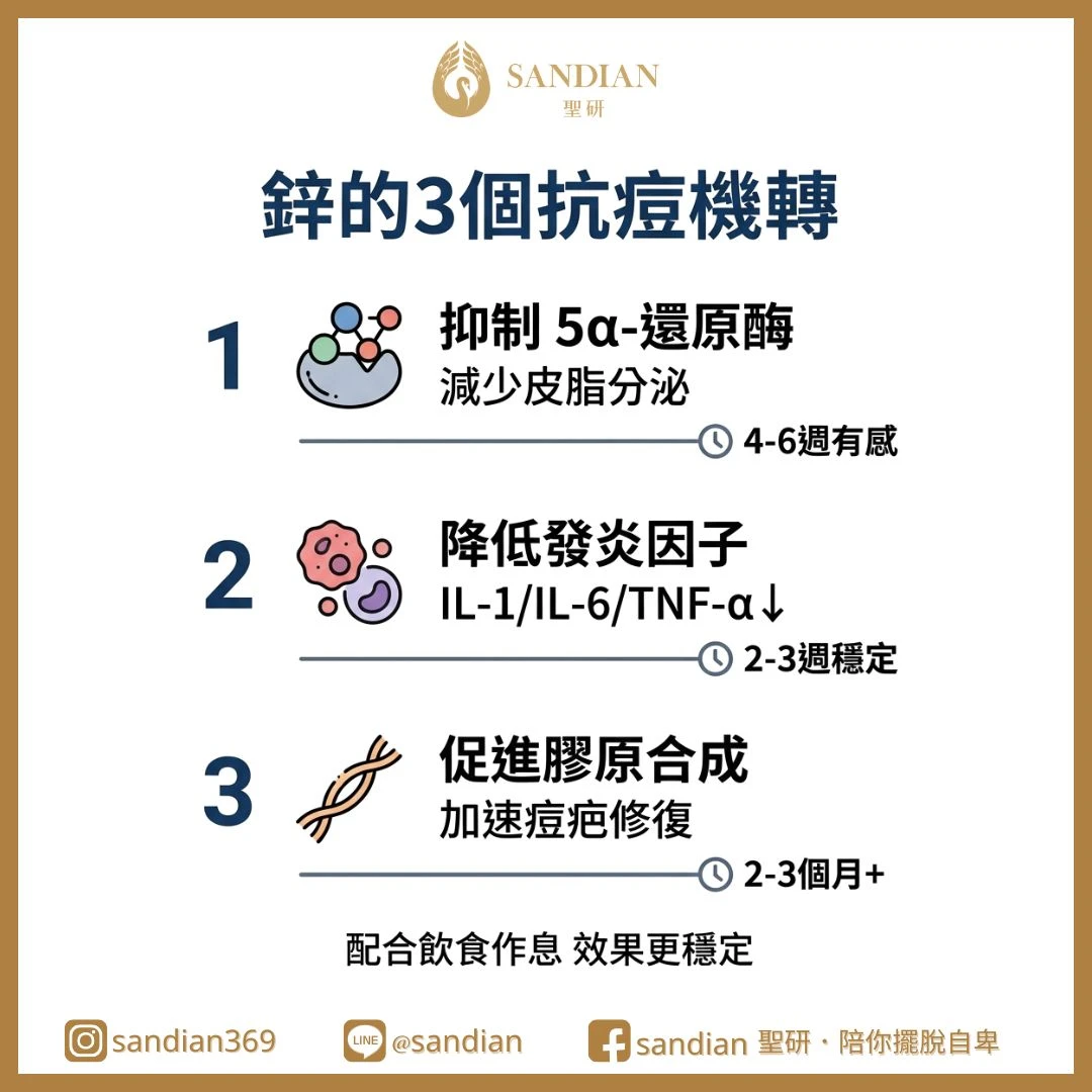 二、鋅真的能抗痘嗎?藥師解析抗痘機轉
