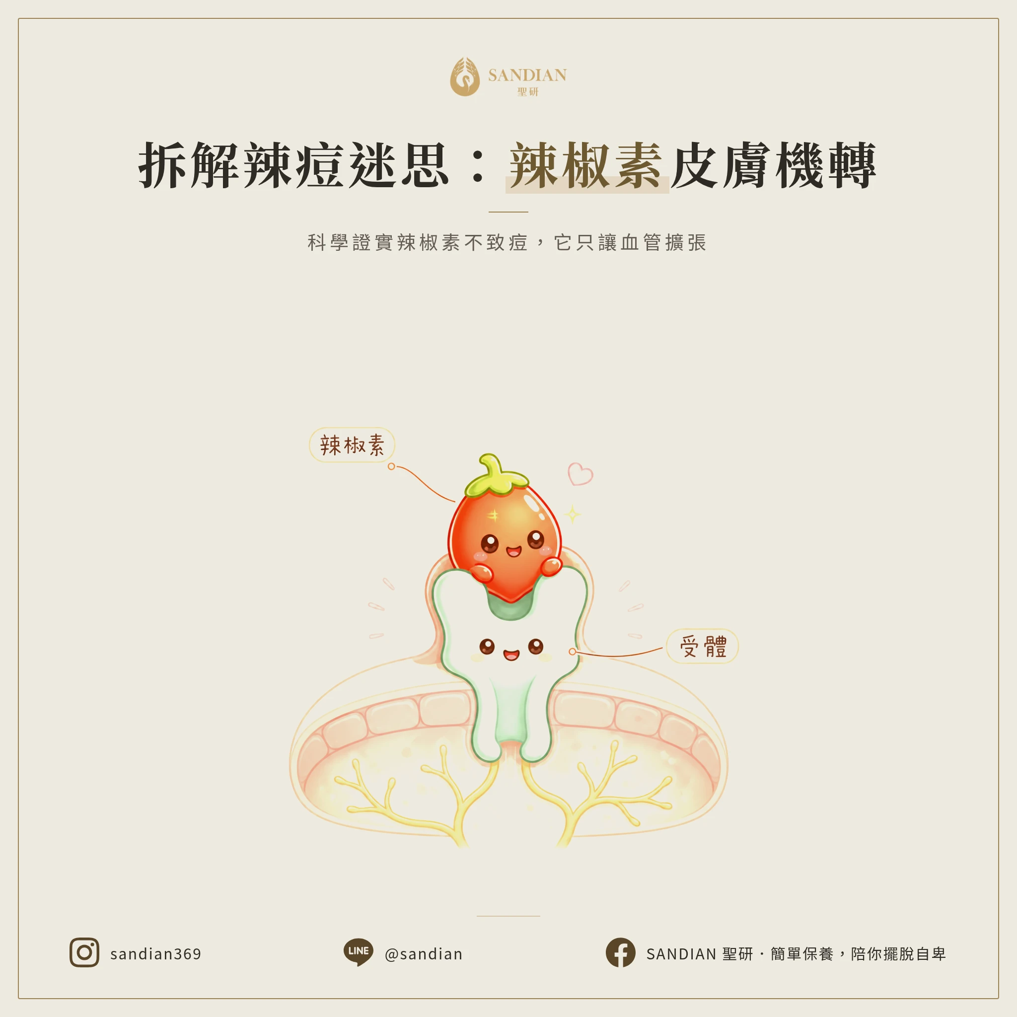 一、辣椒素的皮膚機轉：為什麼科學證據說它不致痘