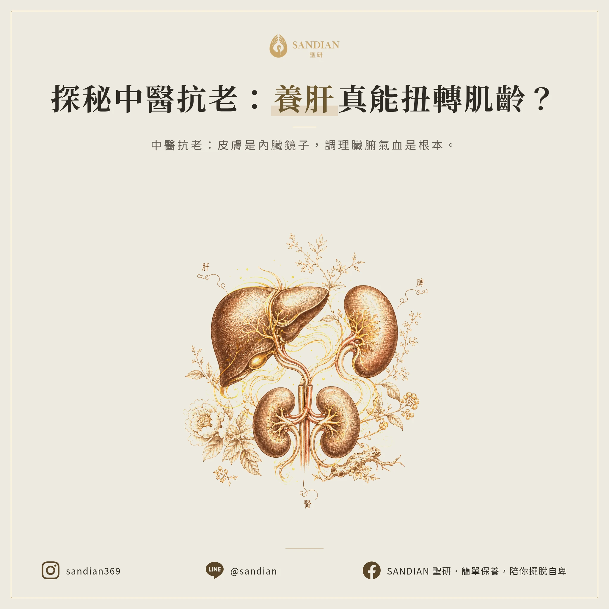 三、中醫怎麼看抗老？養肝才是關鍵嗎？