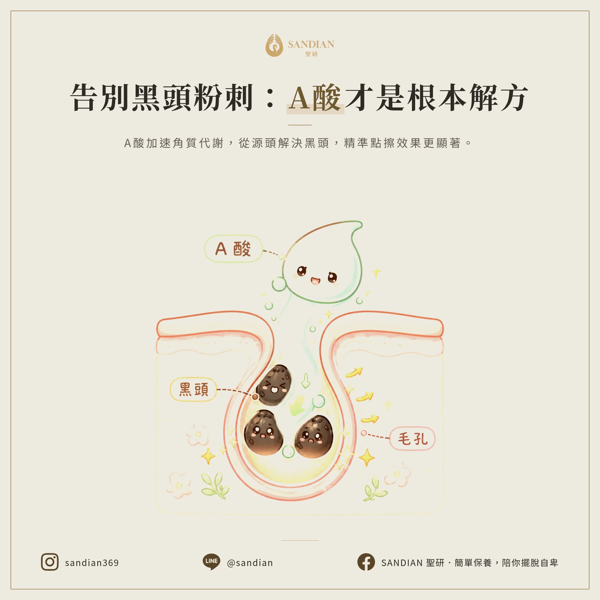 三、A 酸去黑頭為什麼比橄欖油更根本？
