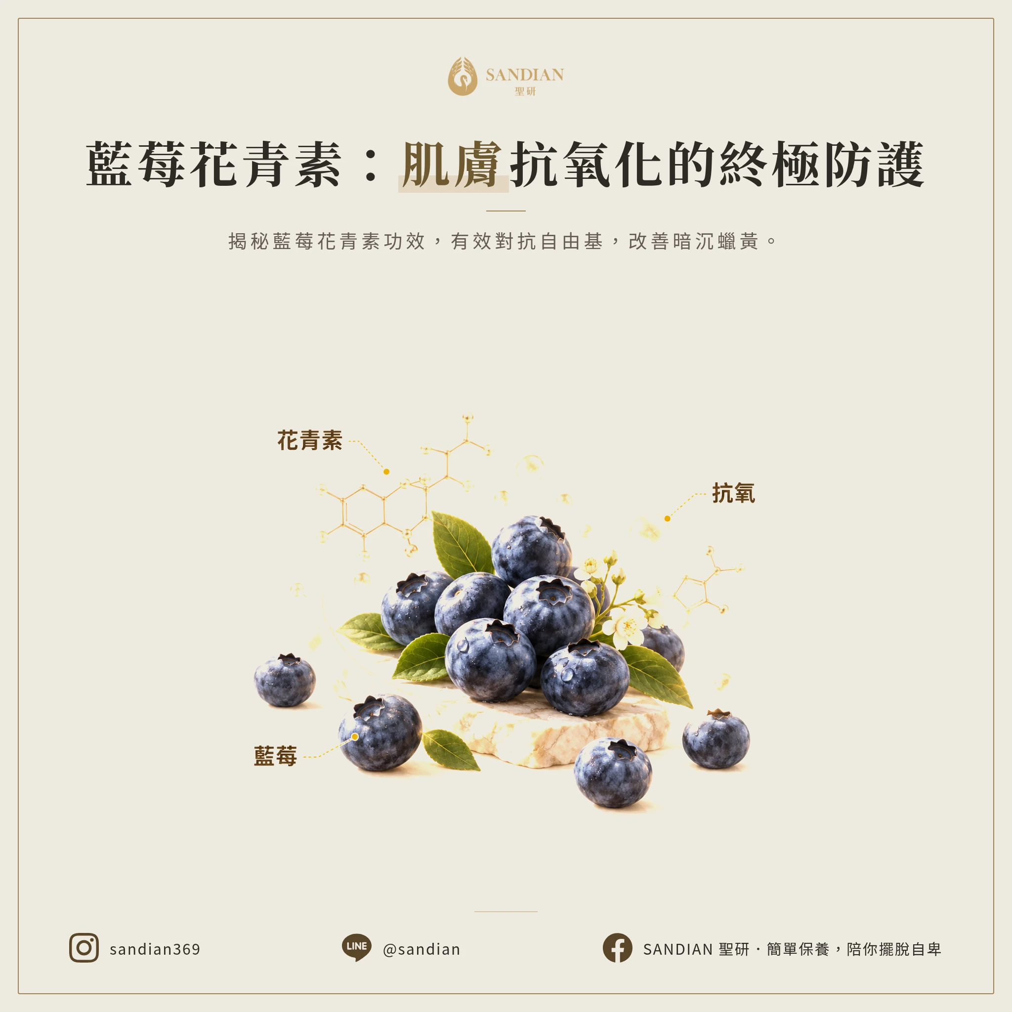 四、藍莓花青素:對抗自由基的防護罩