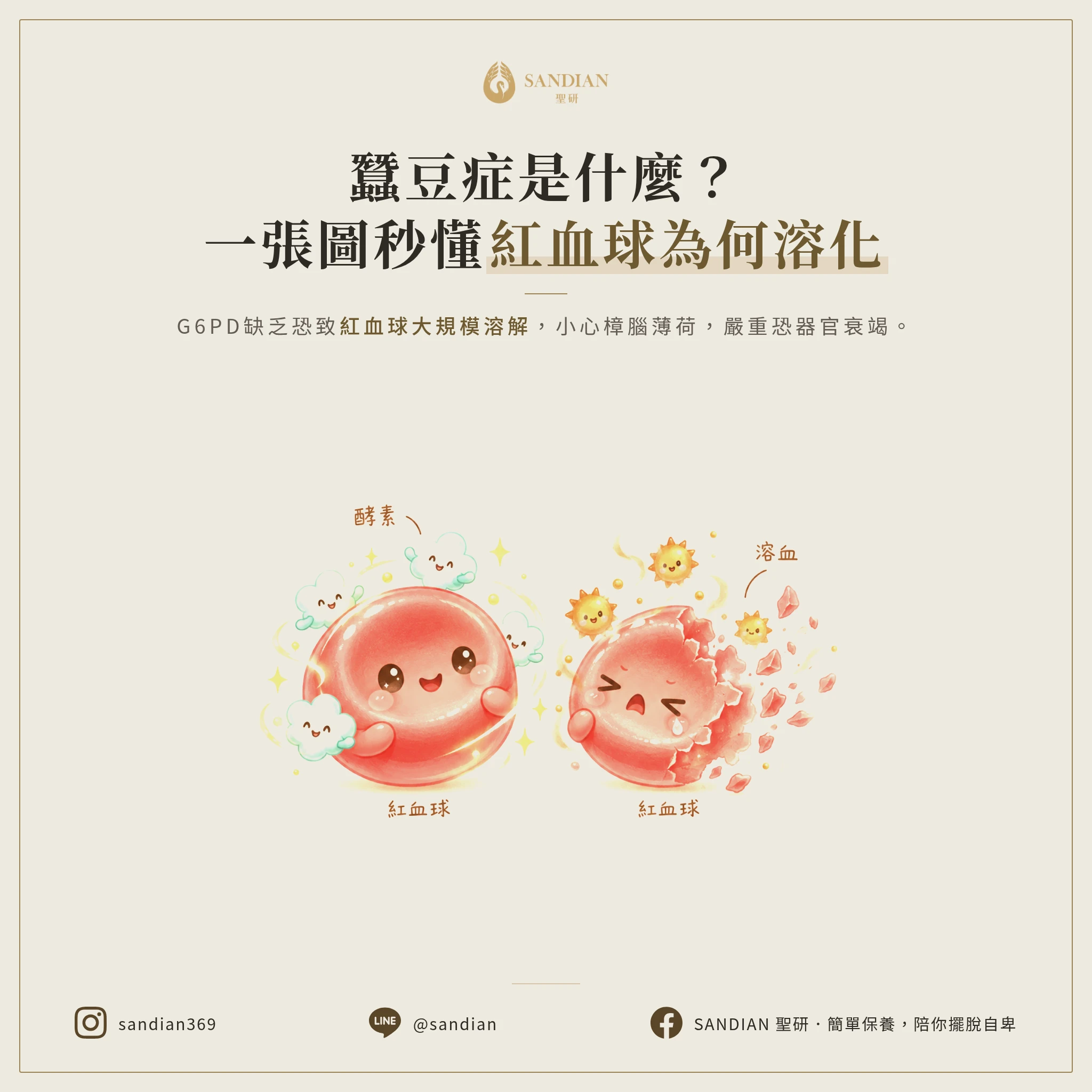 一、蠶豆症到底是什麼?為什麼會溶血