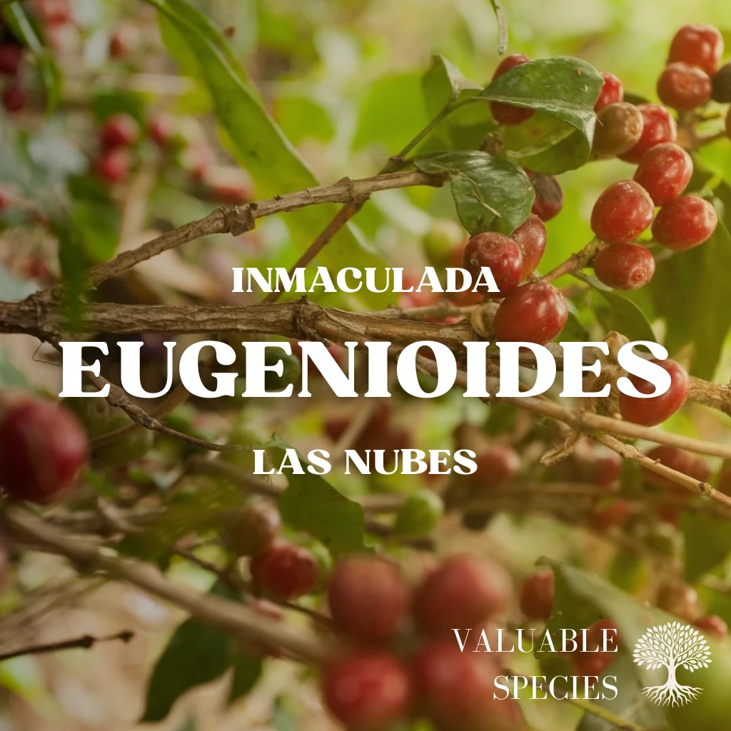 【稀有品項】 完美莊園 / 雲霧農場 / 尤金母種（Eugenioides）