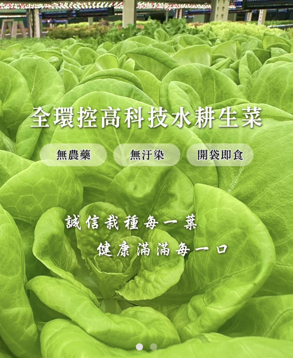 菜季滿滿幸福生菜