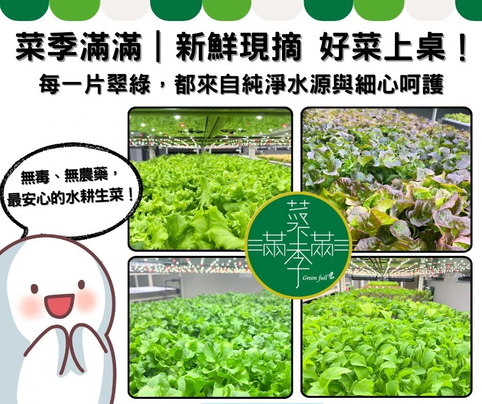 菜季滿滿幸福生菜