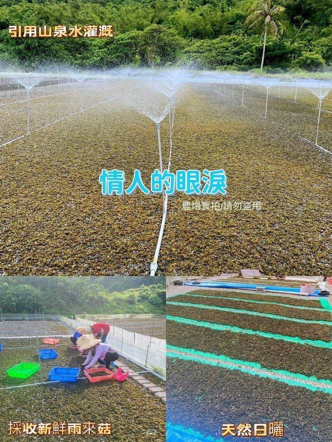 乾燥雨來菇3入免運組