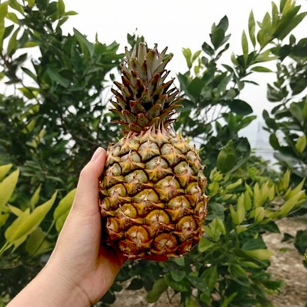 結團【好鮮田 】銷日小蜜鳳梨禮盒(2.5kg)(2-3顆裝)免運特惠