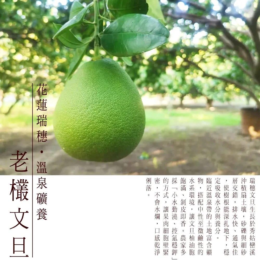 【好鮮田】50年花蓮老欉溫泉柚3Kg免運特惠