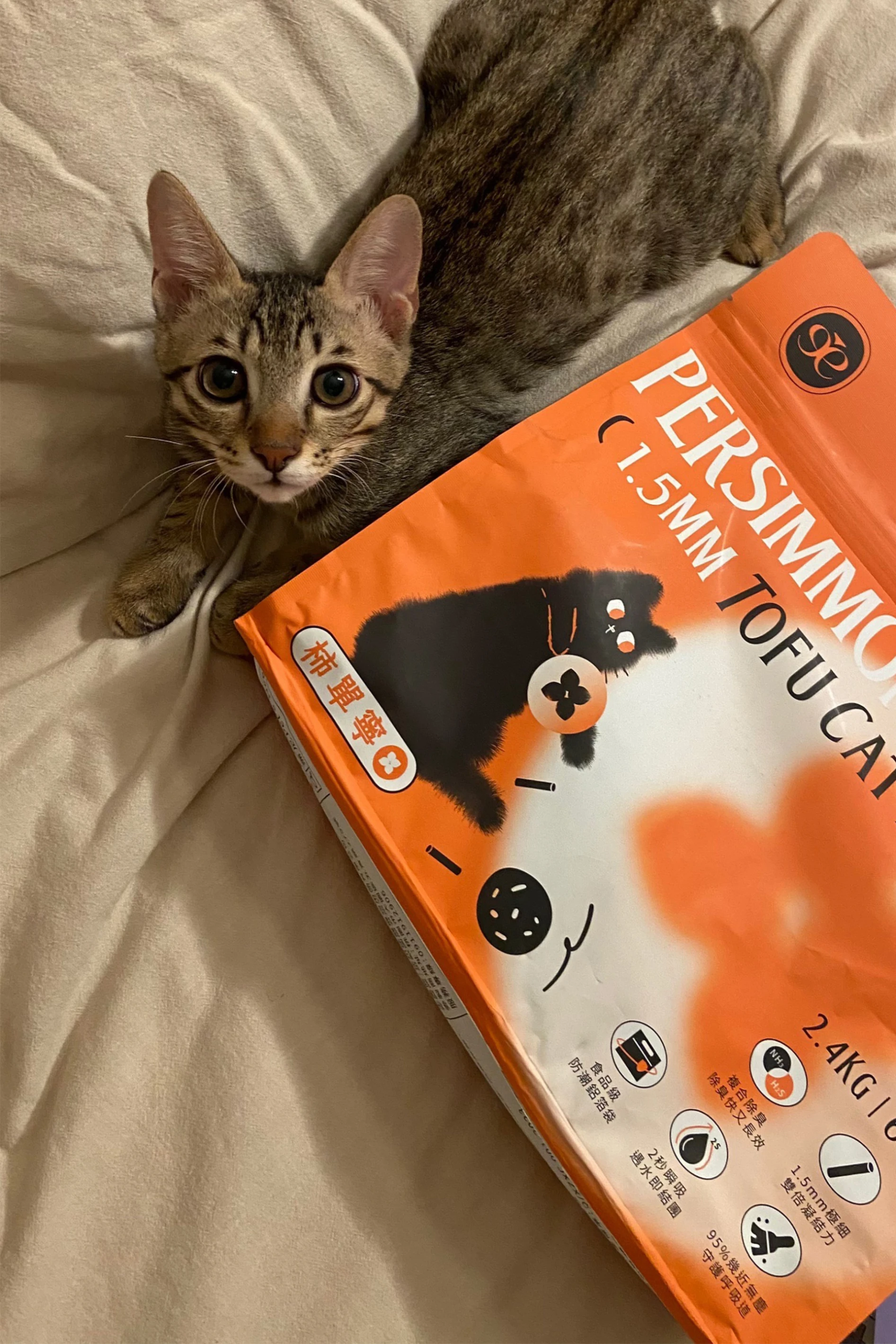 【霈尼 Pet's Need】複合式除臭1.5mm豆腐貓砂-6L/2.4kg-柿單寧