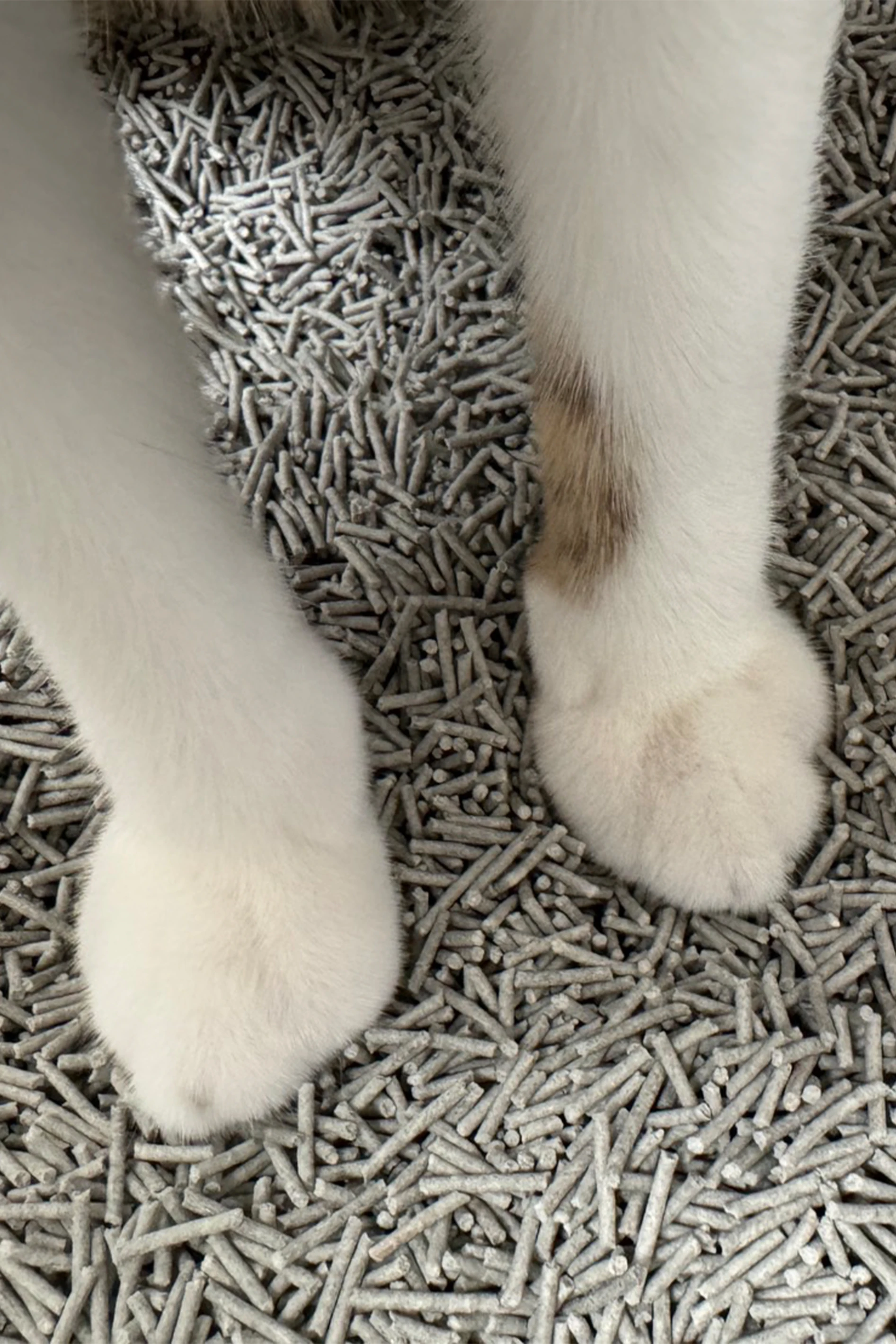 ꒰ 會員免運體驗 ꒱霈尼 Pet’s Need-複合式除臭1.5mm豆腐貓砂-6L×4包/箱-柿單寧/兒茶素/鼠尾草