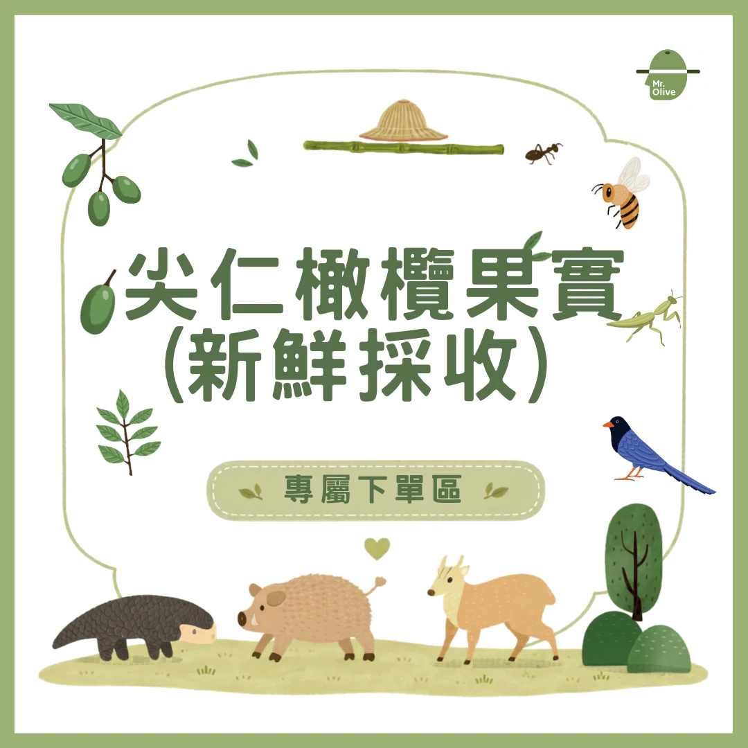【預購中】尖仁橄欖果實(新鮮採收)