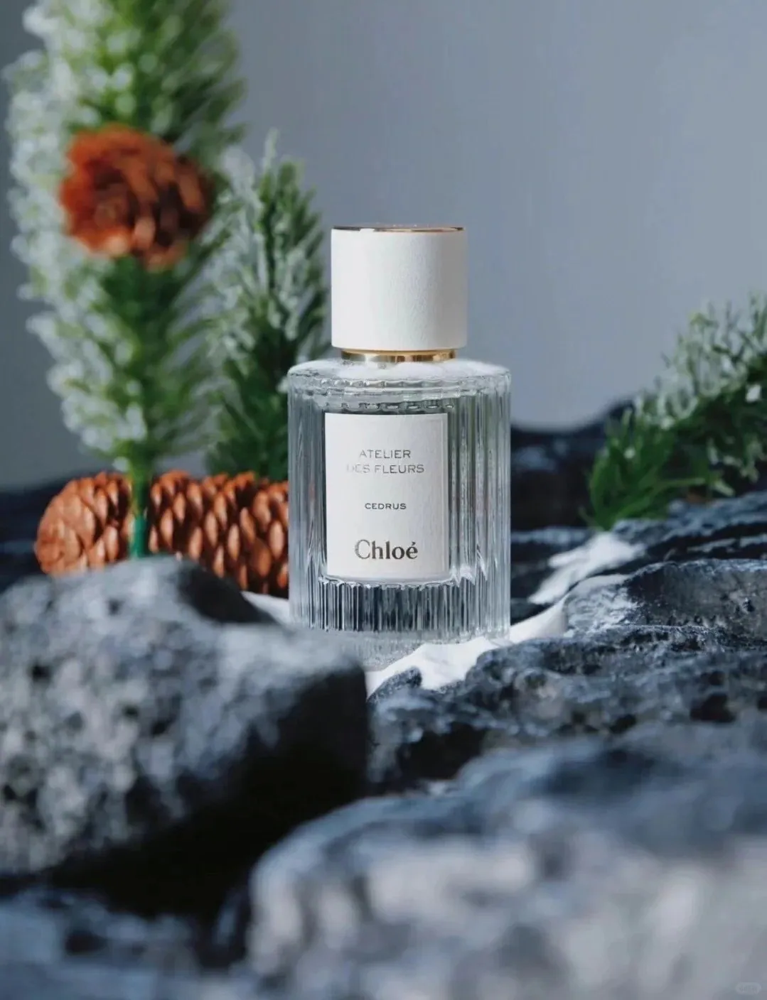 HOLMES | CHLOE Cedrus 仙境花園系列淡香精 EDP 50ml #北國雪松 蔻依