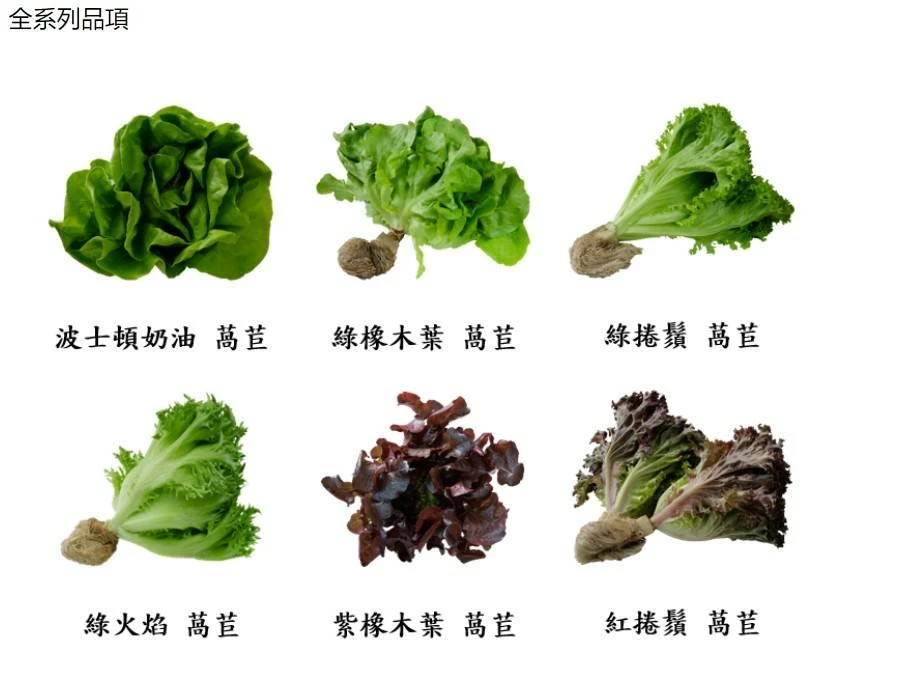 無藥水耕生菜10/14(三)出貨