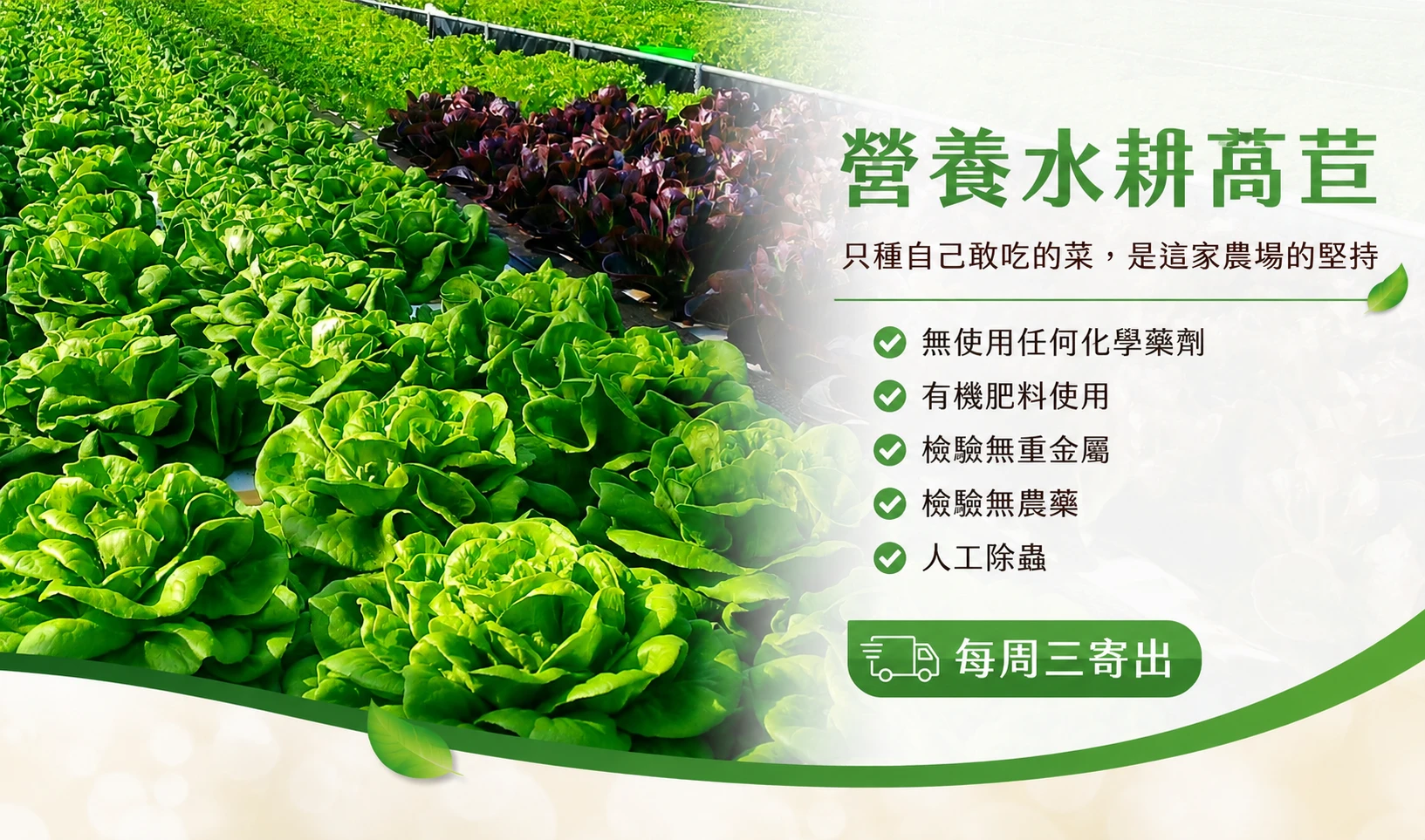 無藥水耕生菜10/14(三)出貨