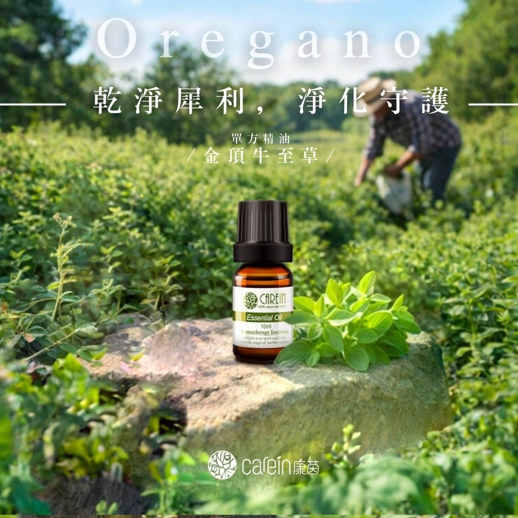 金頂牛至草精油