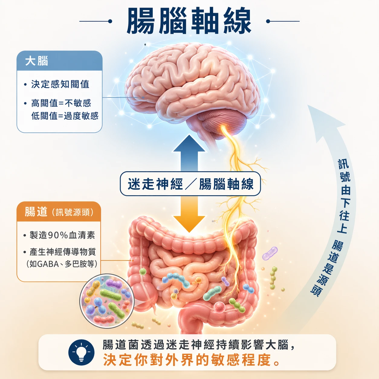 腸腦軸線:你體內的雙向訊號通道