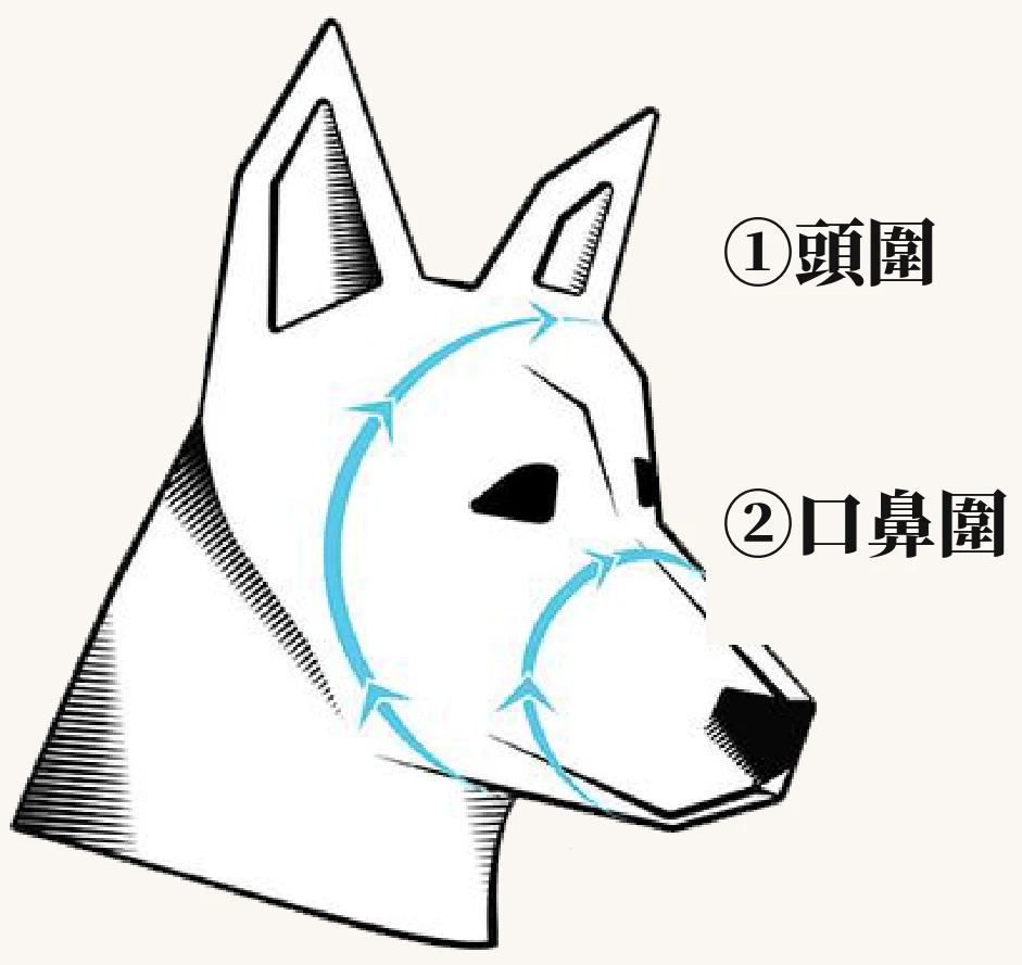 Rex Specs 護目鏡量法示意圖