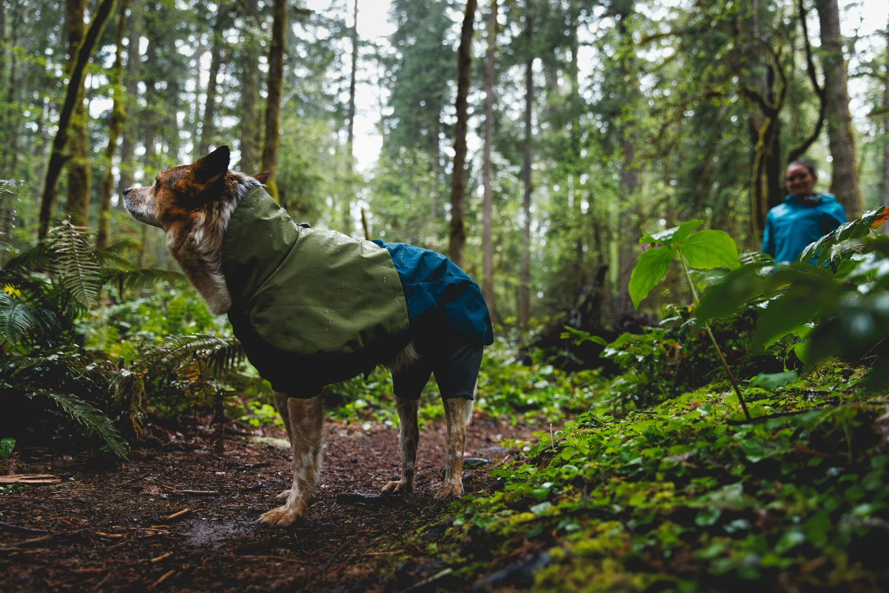 Ruffwear Sun Shower Coverall 四腳彈性狗雨衣實穿心得：好穿不緊繃、雨天外出更省事