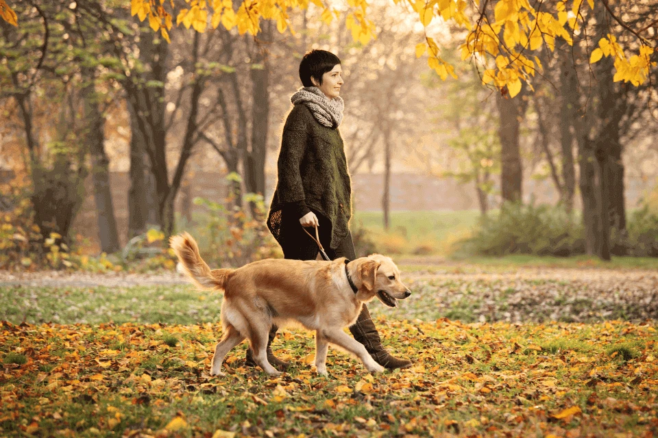大狗背帶要慎選！正確的大型犬背帶教你這樣買