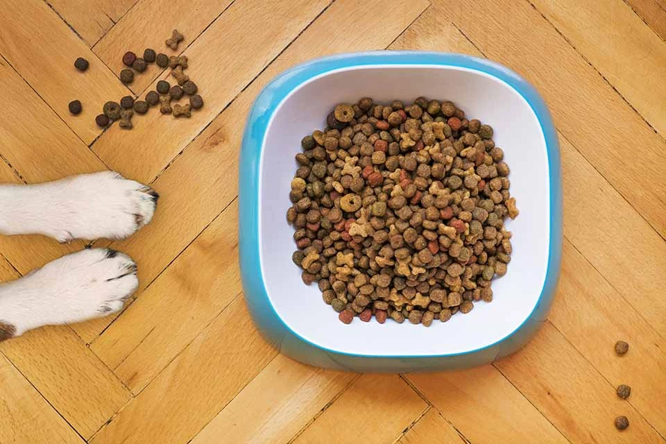 狗狗不吃飼料只吃罐頭、肉怎麼辦？狗狗不愛吃飼料你可以試著這麼做
