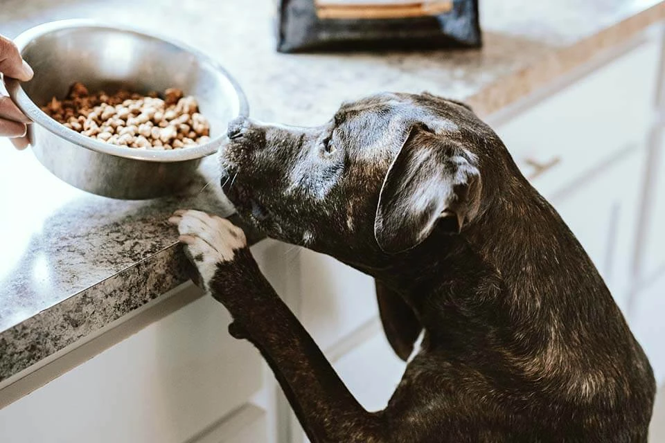 狗狗飼料推薦｜狗飼料品牌評價高的有哪些？狗狗飼料品牌推薦彙總