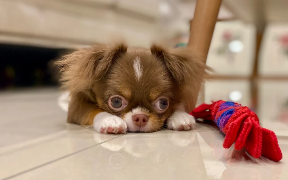 兩個月幼犬零食推薦怎麼買？給小狗狗吃零食要這樣挑