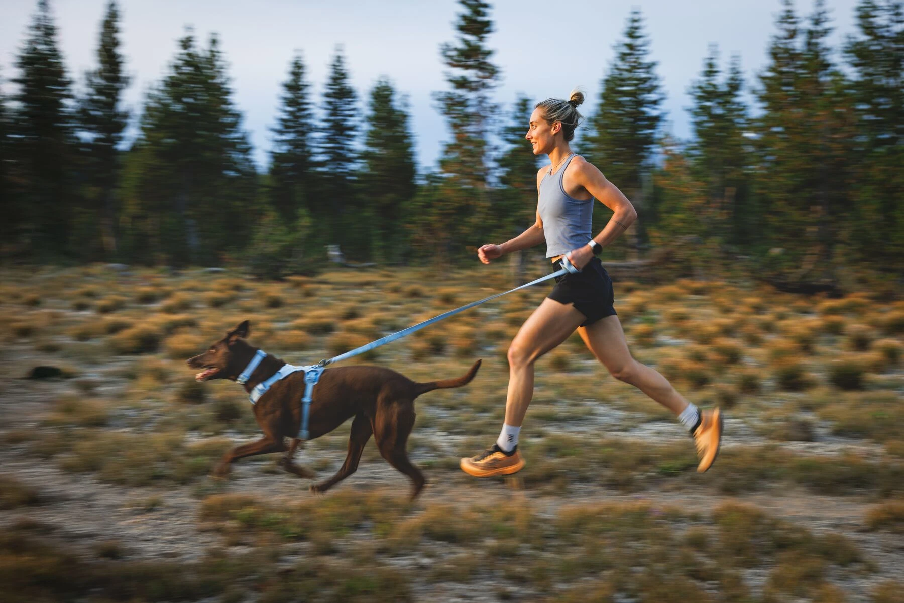 夏天狗狗穿胸背會太悶熱嗎？透氣輕量胸背怎麼選（RUFFWEAR Hi & Light／Swamp Cooler／Front Range Flex比較）
