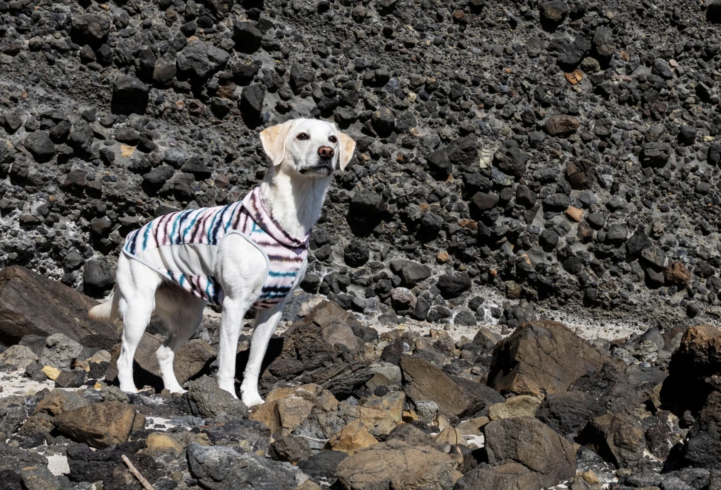 ALPHAICON Cooling Neck 涼感衣Coral |Pets Zakka 寵物雜貨舖