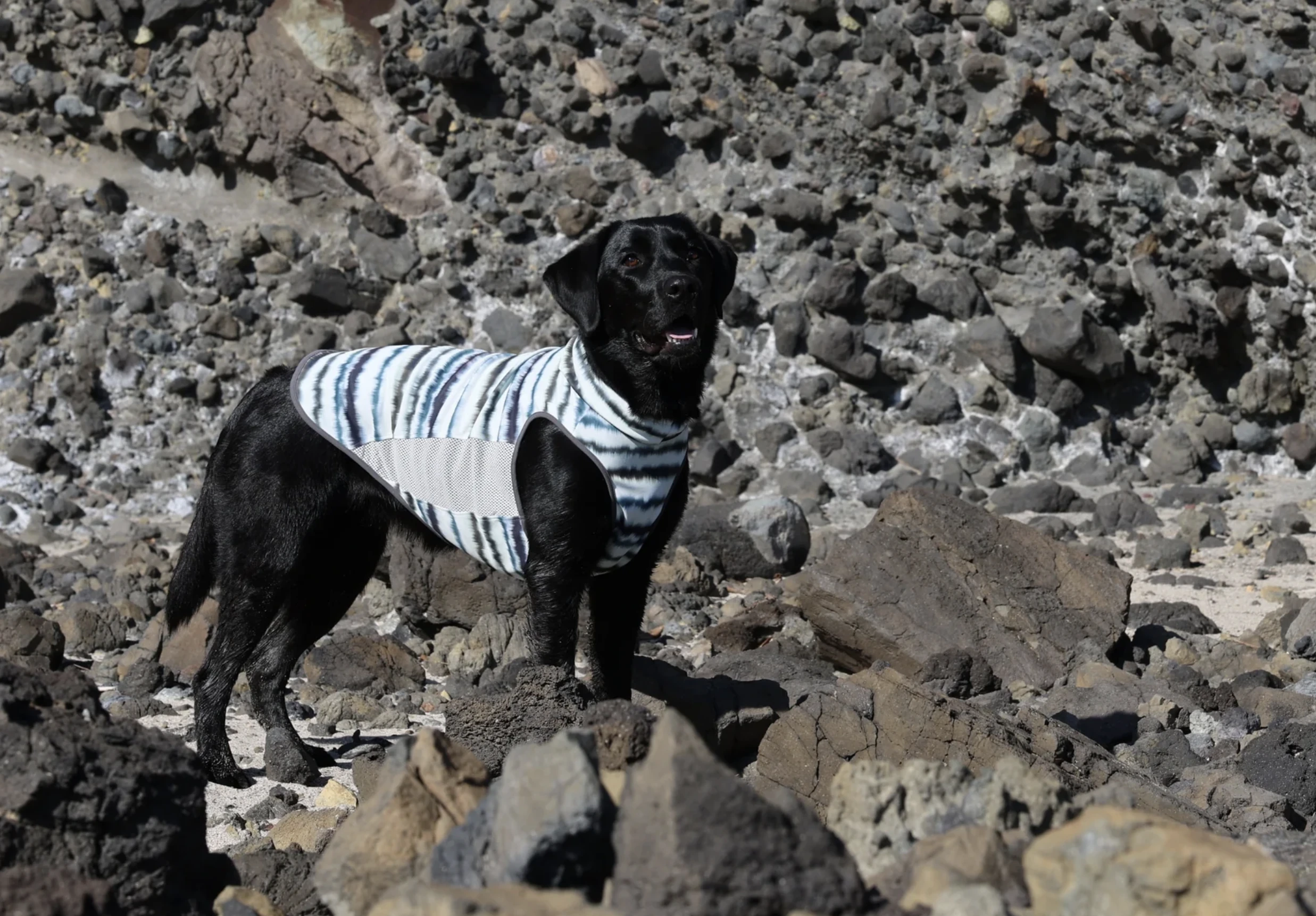 ALPHAICON Cooling Neck 涼感衣MOSSY |Pets Zakka 寵物雜貨舖